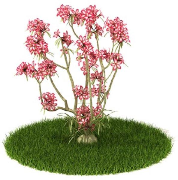 مدل سه بعدی گیاه گل